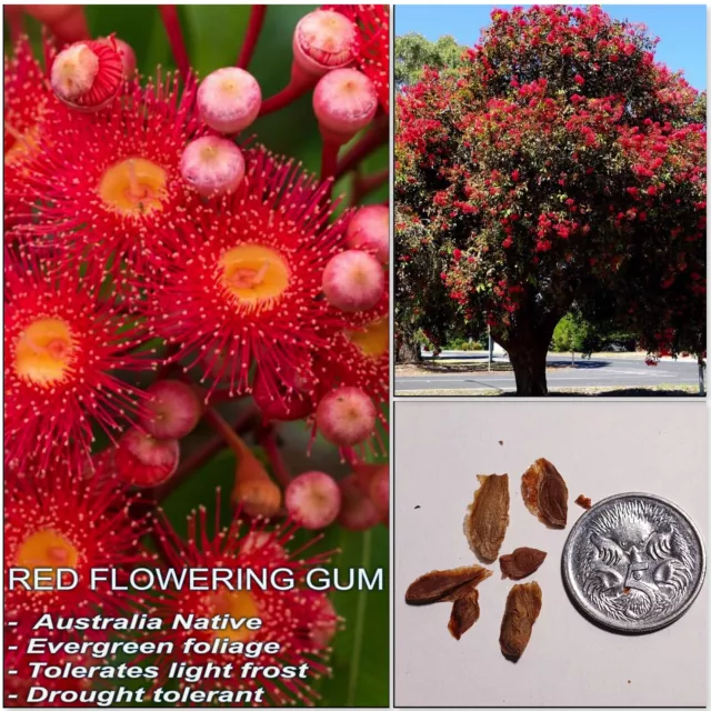 FLOWERING REDGUM SEEDS(CORYMBIA ficifolia); Australian native