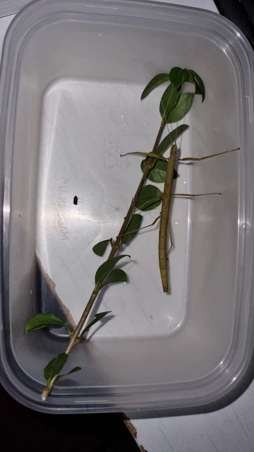stick insects live