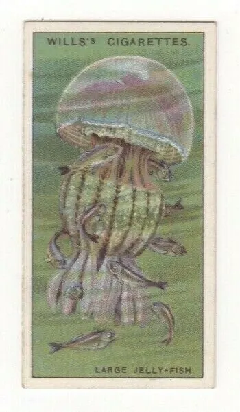 1928 Wills Wonders of the Sea #24. Large Jellyfish