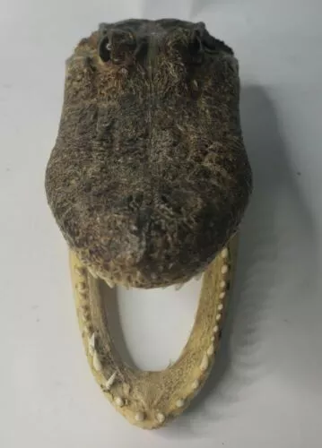 Small Baby Alligator Head Taxidermy Mouth Letter Holder 6" Long