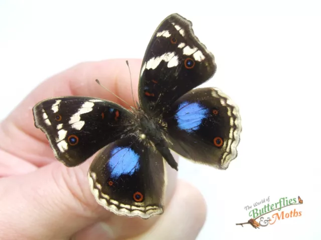 Junonia Oenone The Bleu Pensée Papillons Ensemble x1 A1- Entomologie Insecte