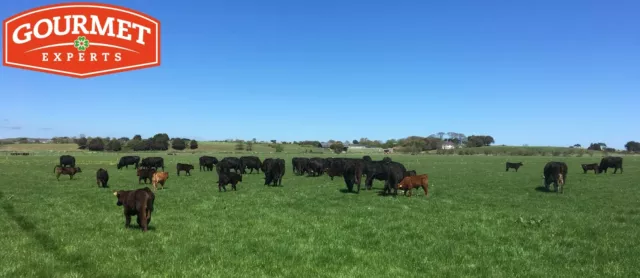 Irische Grasgefütterte Rinderbrust "Smokers Cut"-Brisket 2