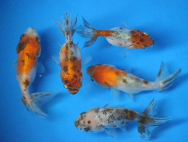 Live Calico Ranchu Goldfish sm. for fish tank, koi pond or aquarium