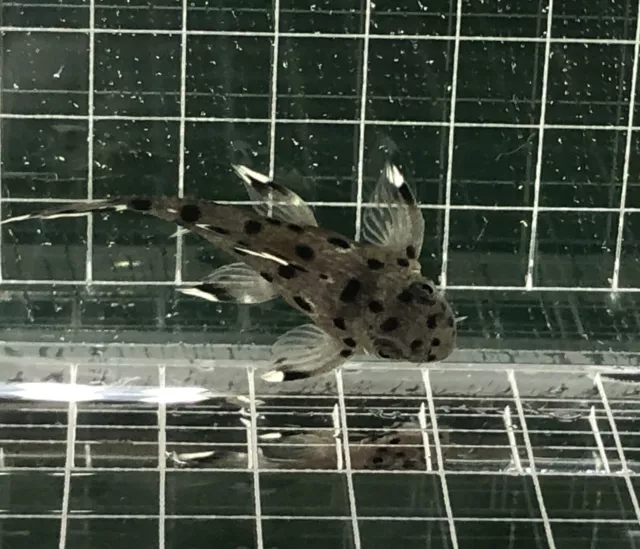 1 L264 Pleco(Size 3 Cm+ )- Sultan Pleco -High Quality Pleco - USA SELLER 2