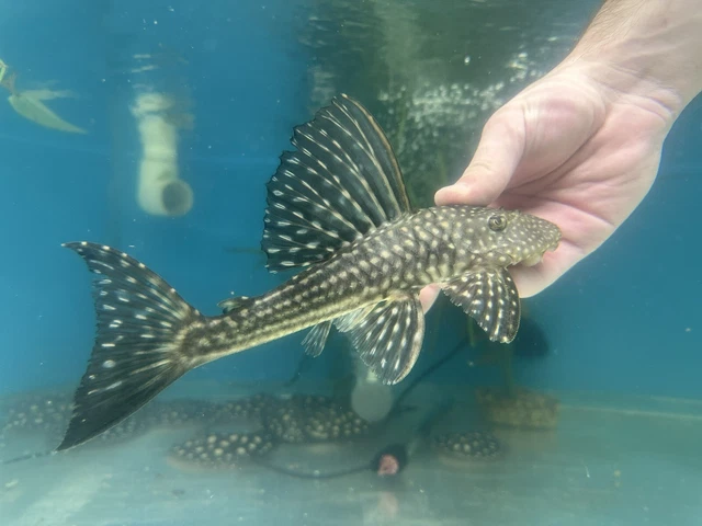 Hypostomus Roseopunctatus Pleco 8-9”-Live Freshwater Tropical Aquarium Fish