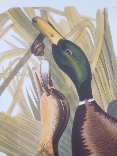 Mallard Duck 56 Audubon Bird Plate Print Picture Poster Art