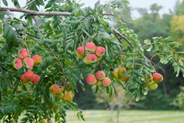 10 Graines de Cormier, Sorbier domestique, Sorbus domestica tree seeds 3