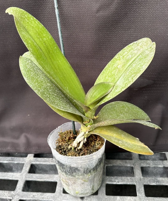 Phal.  **Two Spikes** Phalaenopsis Orchid Plant.