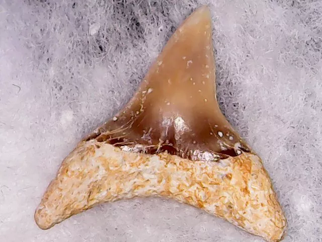 Shark Tooth - Alopias Alabamensis Dent Laterale Priabonien Mars220