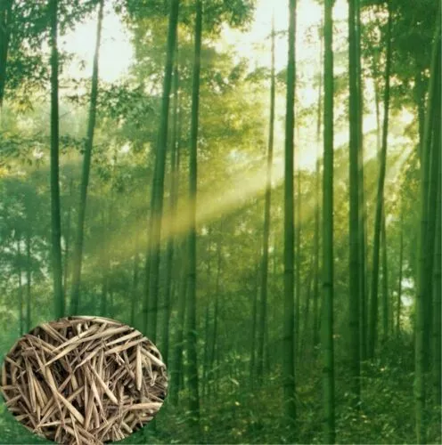 MOSO BAMBOO (Phyllostachys pubescens) 100 seeds SALES