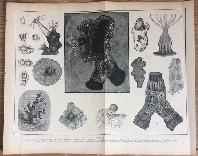 Vintage 1940s Book Plate Print Corals