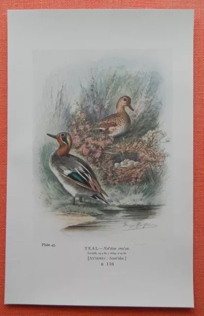 Krickente Anas crecca Teal duck FARBDRUCK 1910 Nest Eier Ornithologie