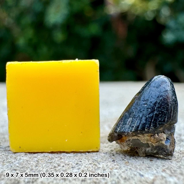 RARE FOSSIL CROCODILE Tooth - Theriosuchus sp., Cretaceous, Ashdown ...
