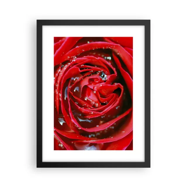 Cuadro Poster de Pared 30x40cm Póster Marco Rosa flor pétalos rocío Wall Art