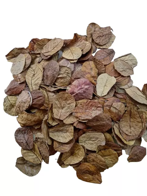 40 hojas de almendra de 5-6 pulgadas, hoja de ketapang indio catappa,...