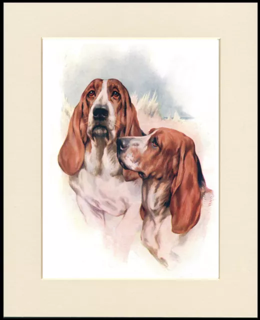 Basset Hound Head Study Lovely Dog Print Mounted Ready To Frame