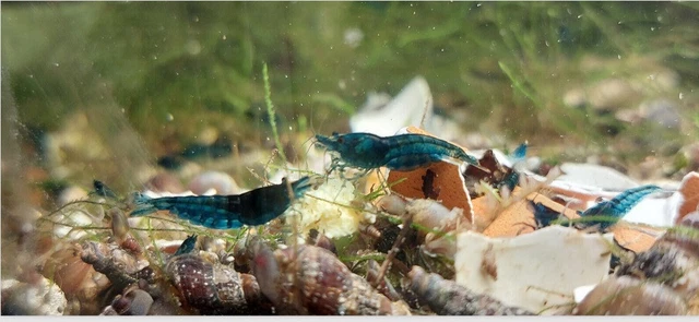 x16 Blue Dream Shrimp Freshwater young adults very nice grade + a few Babies