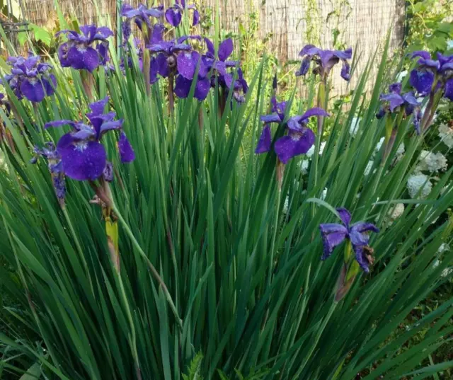Siberian Iris Siberica Perennial - 12+ Mixed Color Plants / Rhizomes - Look!