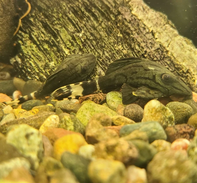 Live Royal Panaque Pleco L191 (1.5-2" Freshwater Aquarium Fish) PLS READ DESCR 10