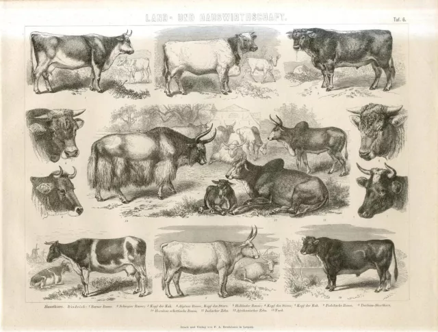 1876 F.A.Brockhaus CATTLE COWS BULLS BREEDS Antique Engraving Print
