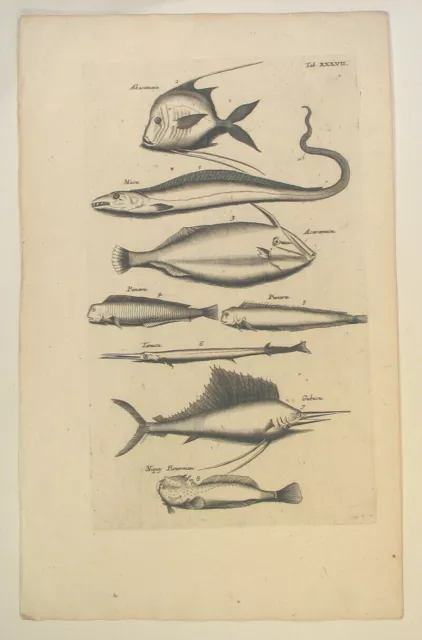 PETERMÄNNCHEN Orig. Merian Kupferstich um 1650 Meeresbiologie Hornhecht Fische