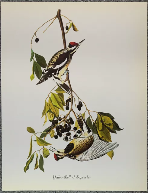 102 Audubon Birds of America "Yellow-Bellied Sapsucker" Print