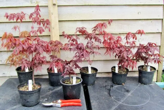 Selected Purple Japanese Maple seedling.  Shrub/tree or bonsai starter.