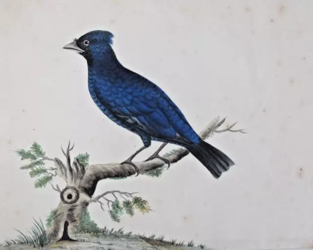 A Fine, Early 19th Century Watercolour Painting - Blue Bird on a Branch.