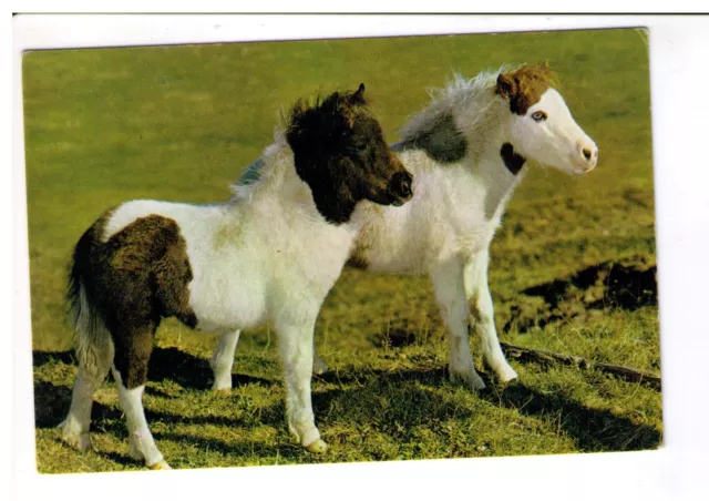 Postcard: Shetland Ponies