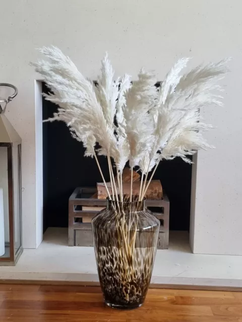 Pampas Grass White Large Natural Dried Bouquet 80cm Tall Bunch  10 stems