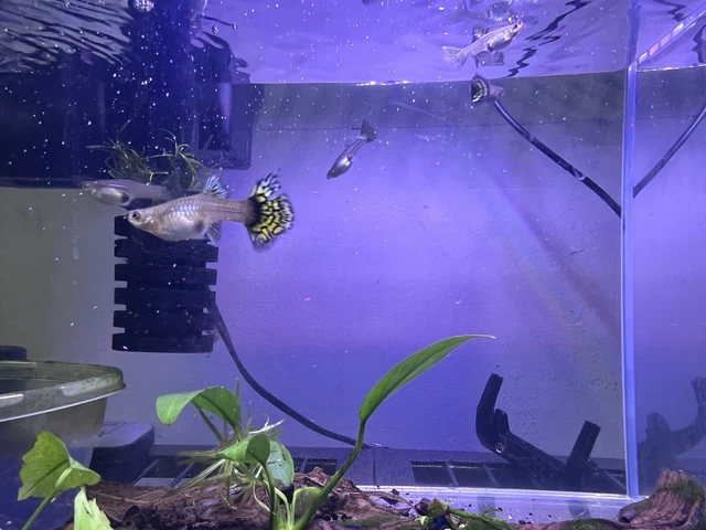 3 Fancy Female Guppy Live Bearers Freshwater Aquarium Fish