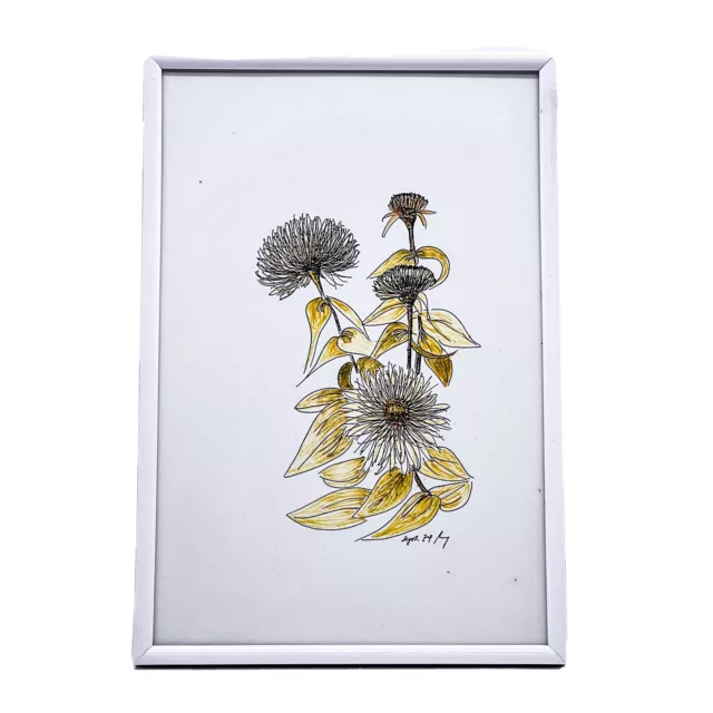 Vintage Dibujo Golddistel „Scolymus Hispanicus “Firmado Sept. 79 (21 X 32CM)