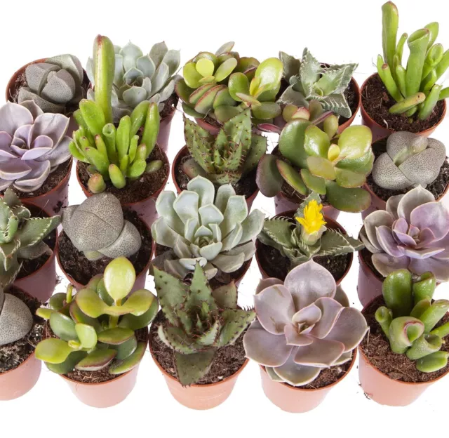 You Garden - Indoor Succulents Plant Mix 6 x 5.5cm Plants - House for...