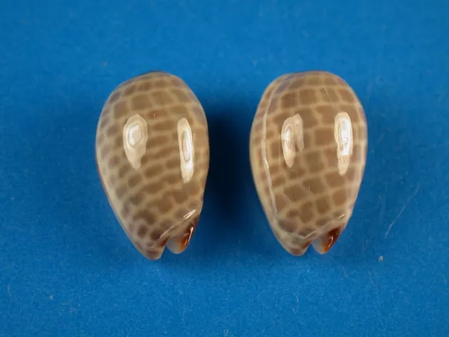 Marginella accola, Pair, Great Pattern, 14.0 & 14.2mm, Panama Shell W787