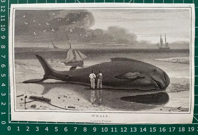 1807 Antique Print; Whale after William Daniell