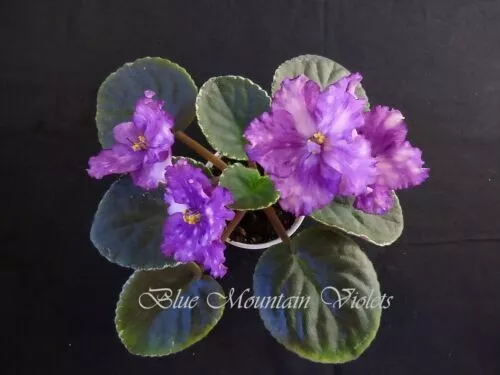 African Violet Plant "Cajun's Solaris"