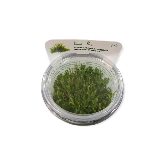 Vesicularia ferriei ' Weeping Moss' InVitro Aquarium Moos einfach Dennerle 30066