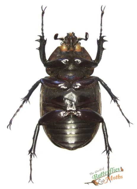 Chalcosoma Atlas Black Beetle SET x1 FM A1- Entomology NICE NOT LIVE 2