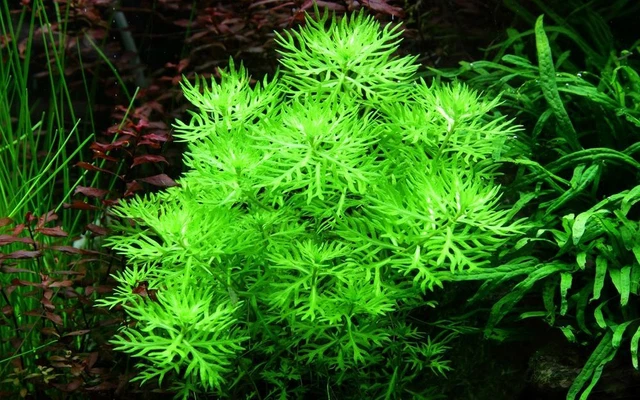 Aquariumpflanze Hottonia palustris' von Tropica Nr.027 Wasserpflanzen Aquarium