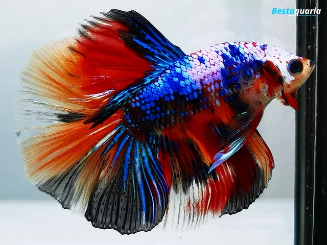 Premium Live Betta Fish l Male Halfmoon Candy Galaxy Dragon