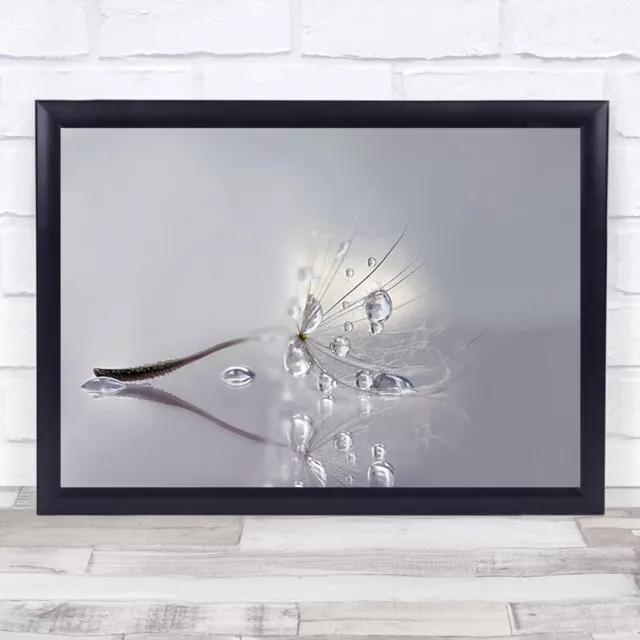 Silver Dandelion Seed Drops Water Drop Wall Art Print