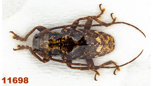 Cerambycidae: Lamiinae sp.   A1, 10 mm, 1 pc