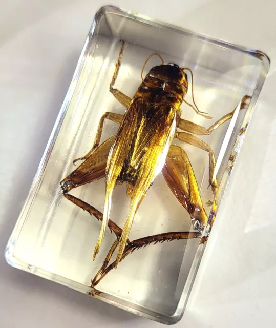 Un Cricket En Cristal Transparent Lucite Résine Science Education Collection