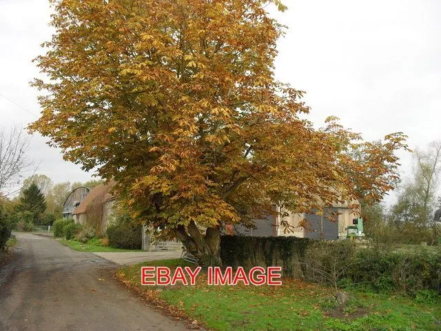 Photo  Autumn Colour In Hardwick A Horse Chestnut Tree. 2009