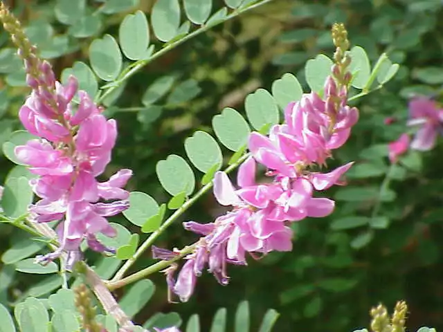 Indigopflanze -Indigofera tinctoria- 1000 Samen