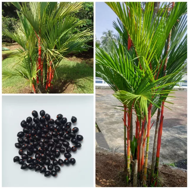 Red Sealing Lipstick Palm Tree 10+ Seeds House Plant Cyrtostachys Renda Ceylon