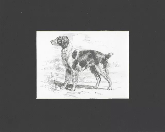 Brittany Spaniel - CUSTOM MATTED - Dog Art Print - Megargee