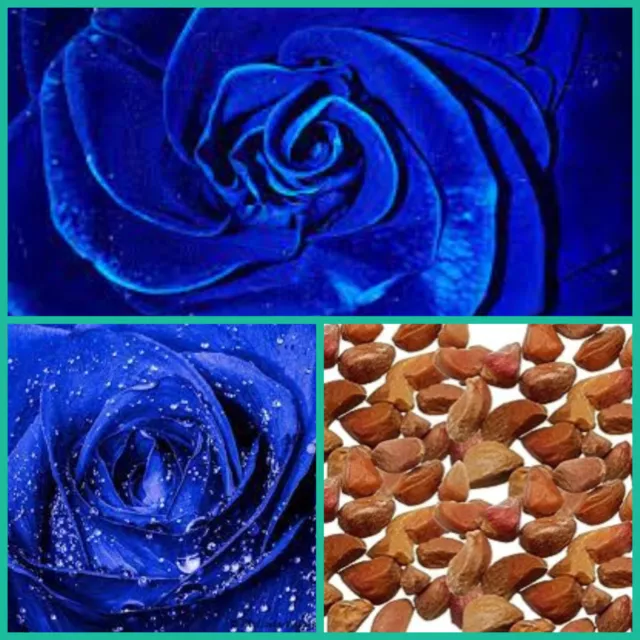 Exotic Blue Tinsel Rose Seeds Rare Flower Garden Plant Shrub Seed Free Aust Post