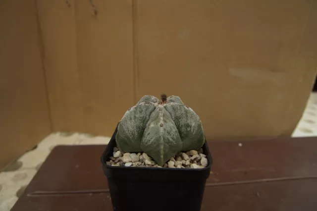 Astrophytum spec., kakteen sukkulenten kaktus