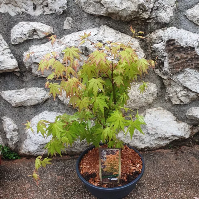 Erable du Japon - Acer Palmatum "Orange Dream" Style Bonsaï